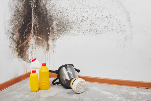 Best Mold Testing and Inspection Services in Lithia Springs, GA