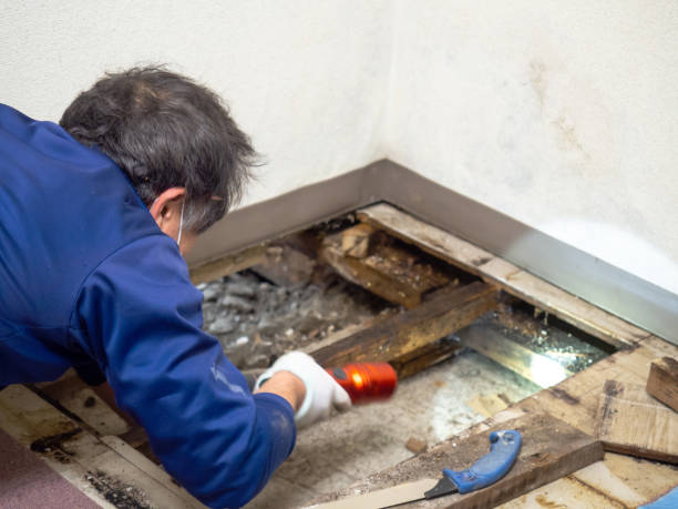 Lithia Springs, GA Mold Remediation Company