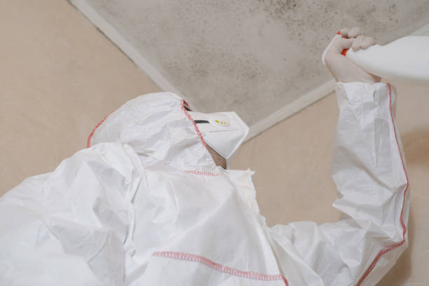 Best DIY Mold Remediation Support Services in Lithia Springs, GA