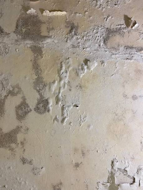 Best Insurance-Related Mold Remediation in Lithia Springs, GA