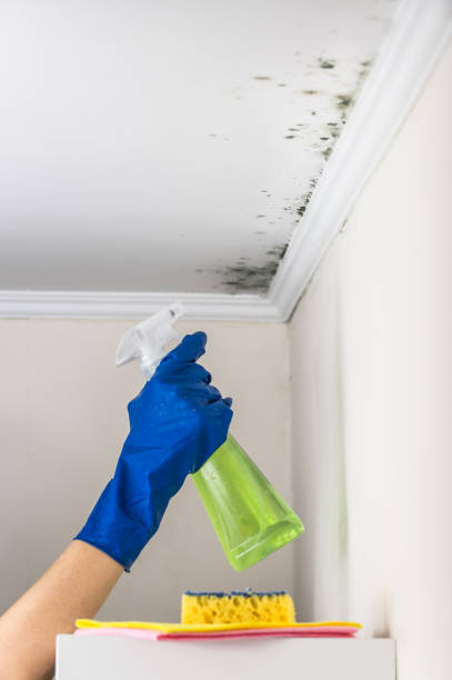 Best HVAC Mold Remediation in Lithia Springs, GA